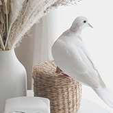 אמנות פיסול